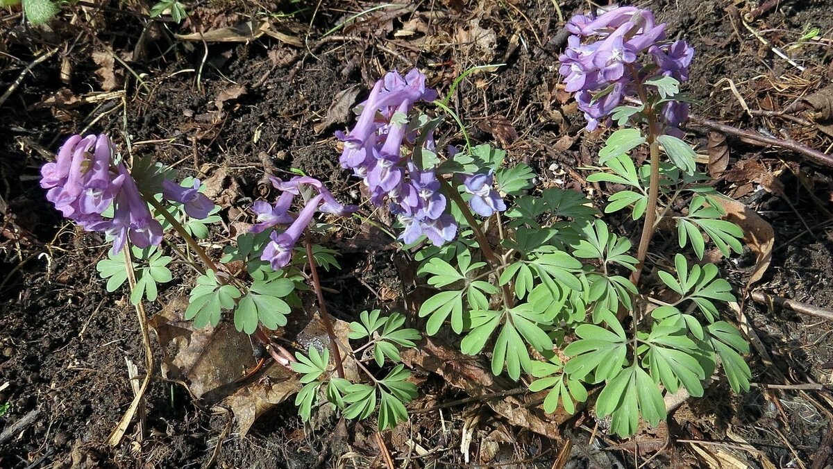 Хохлатка (Corydalis)