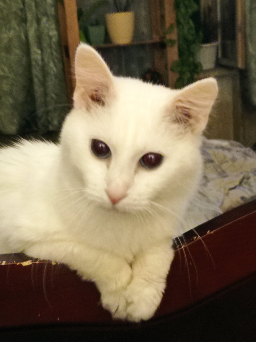 Представляете?! Вот эта морда - брак! 