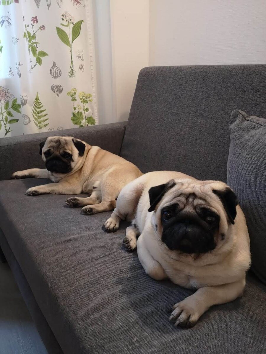 Борис и Бонзик 