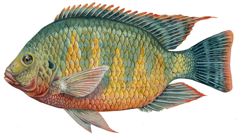 Tilapia rendalli