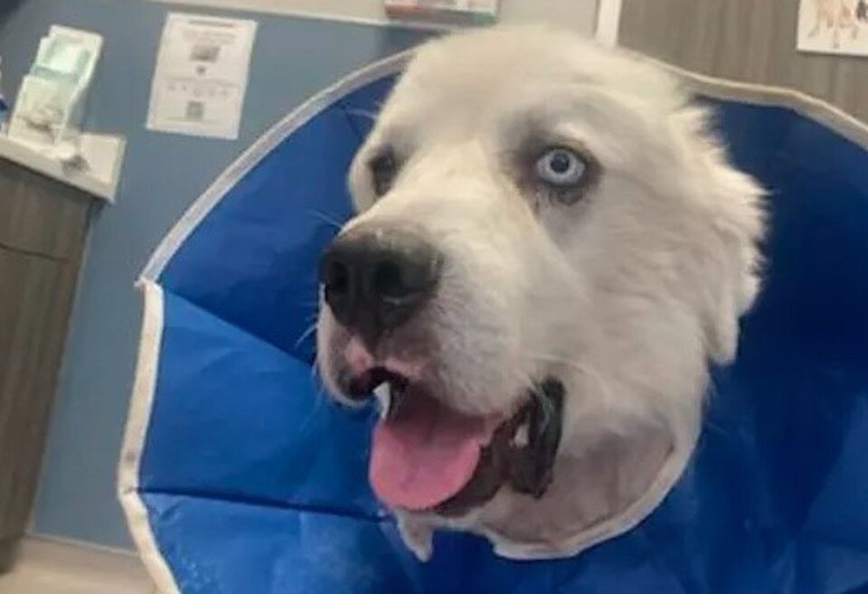     Каспер охранял стадо овец, когда на него напала стая койотов.