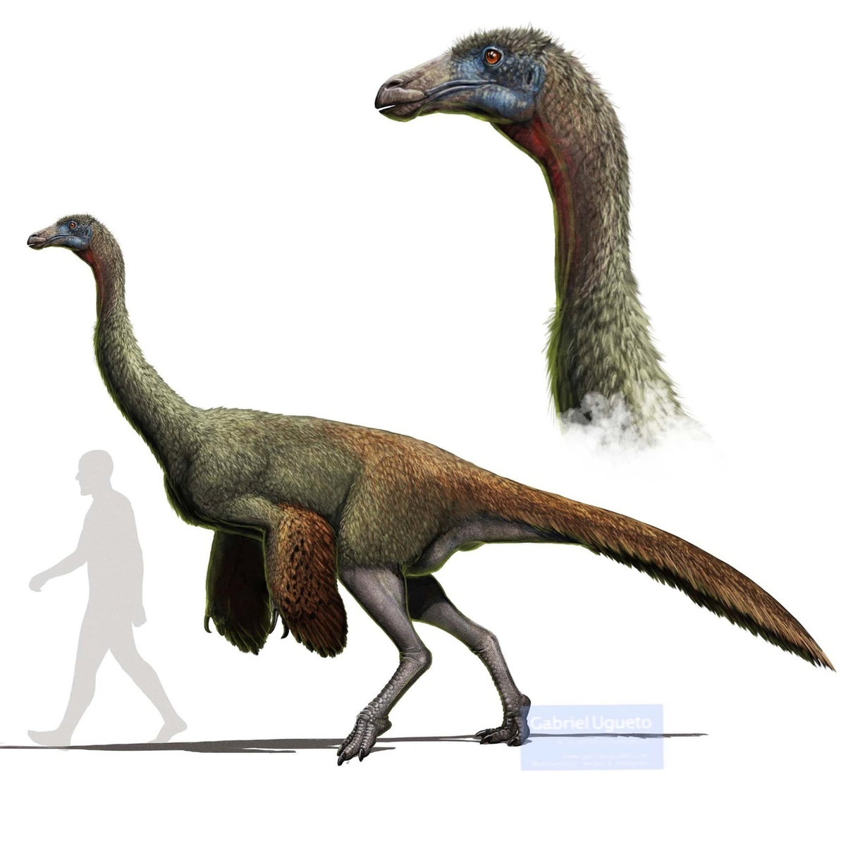 Галлимим: Дино-страус, развивавший скорость в 56 км/ч. Один из самых быстрых динозавров за всю историю!