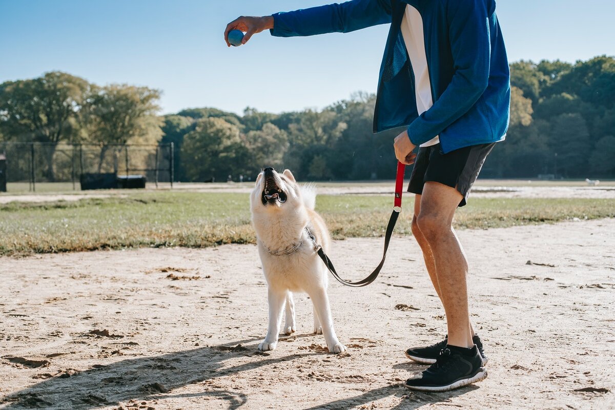 Be your dog. Занятия с собакой. Техника дрессировки. Подзыв собаки. Как дрессировать собаку.