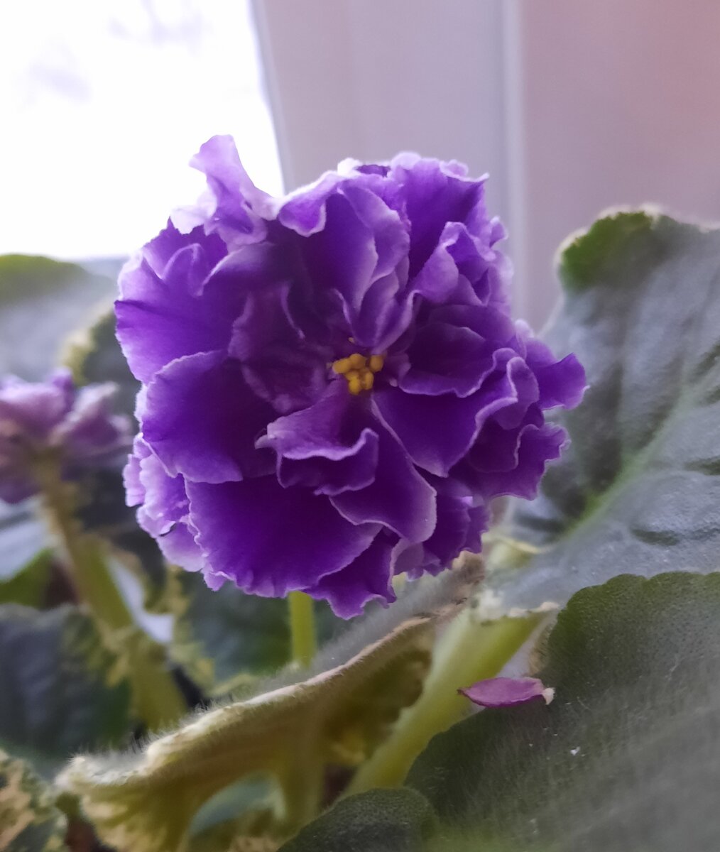 НД- Тефида первое цветение.