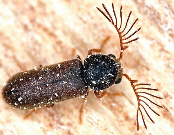 Жук - вредитель древесины.