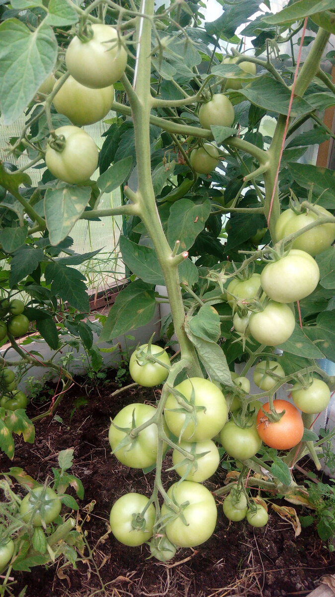 Индетерминантный сорт томатов ИНТУИЦИЯ относится к группе кистевых томатов. Плоды округлые, гладкие,, массой 100-110 г         