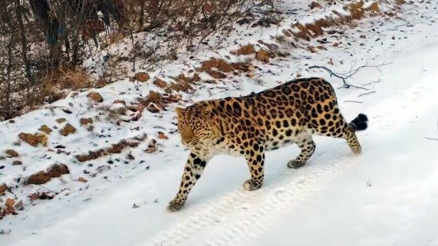     Молодого самца «поймали» на границе с Китаем. Оказалось, леопард уже не первый раз совершает побег из Приморского края.