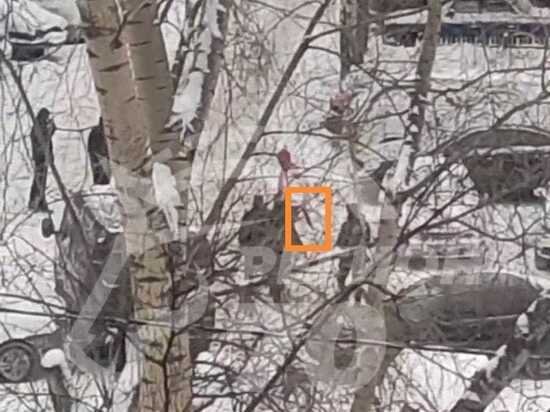     Фото: Телеграм-канала "Регион-70 Томск"