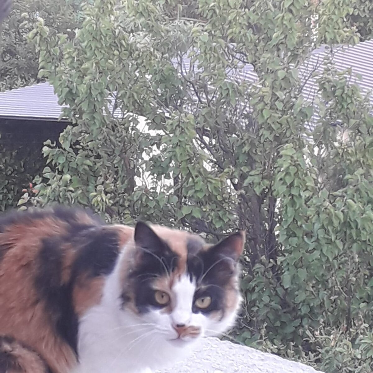 Только не это