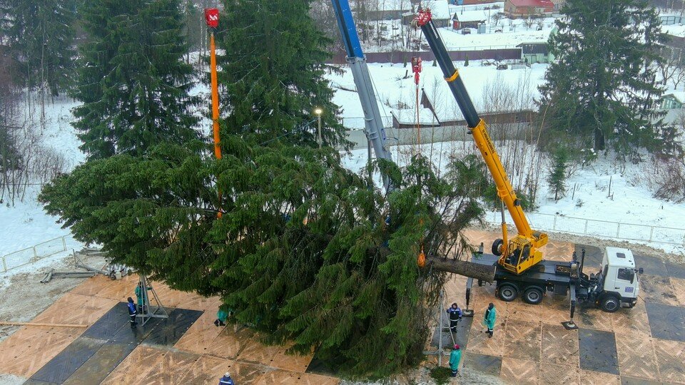     В этому году идеальной оказалась елка из Волоколамского городского округа. Фото: Сергей Савостьянов/ТАСС