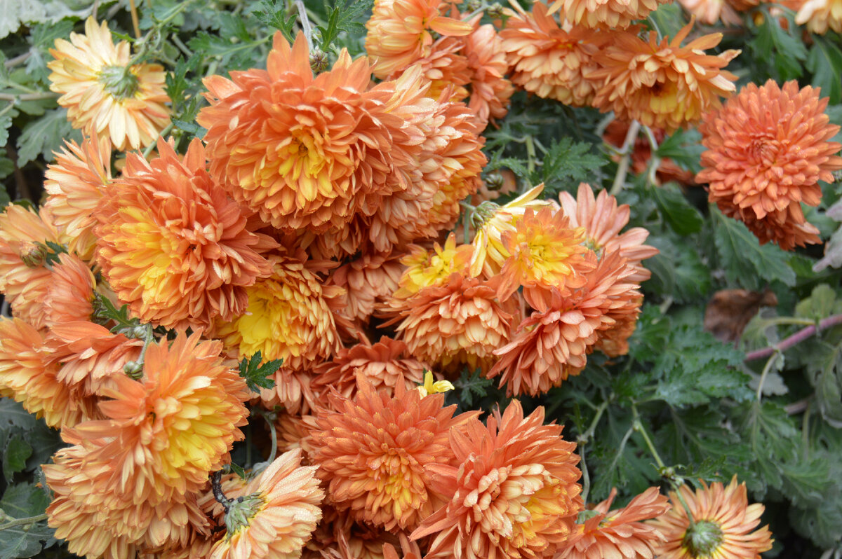 Фото автора. Последние цветы уходящего года.