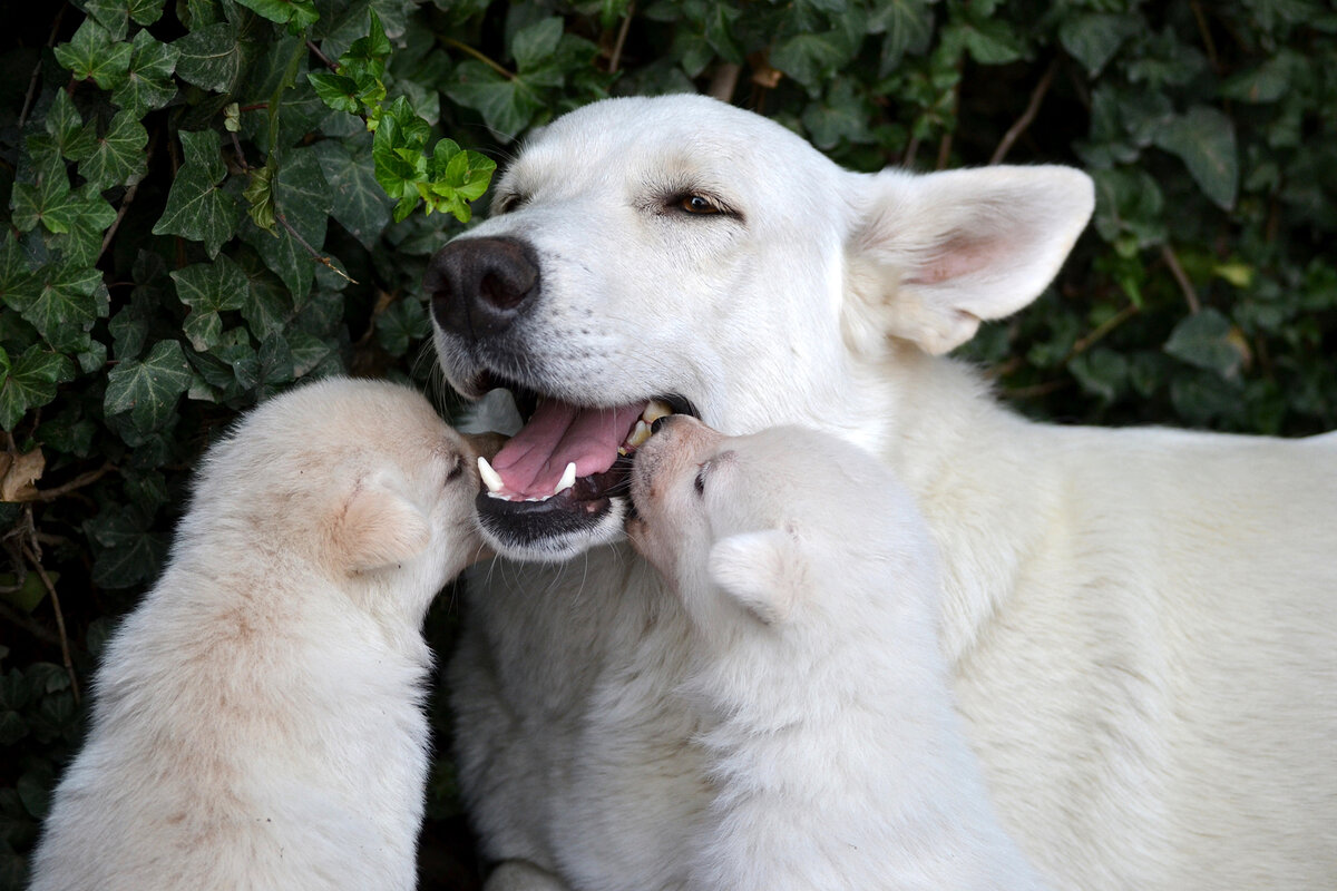 These are dogs
