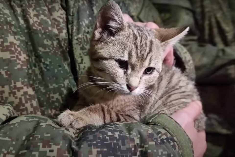     Боня — настоящая любимица наших военных. Фото: t.me/MoreOz