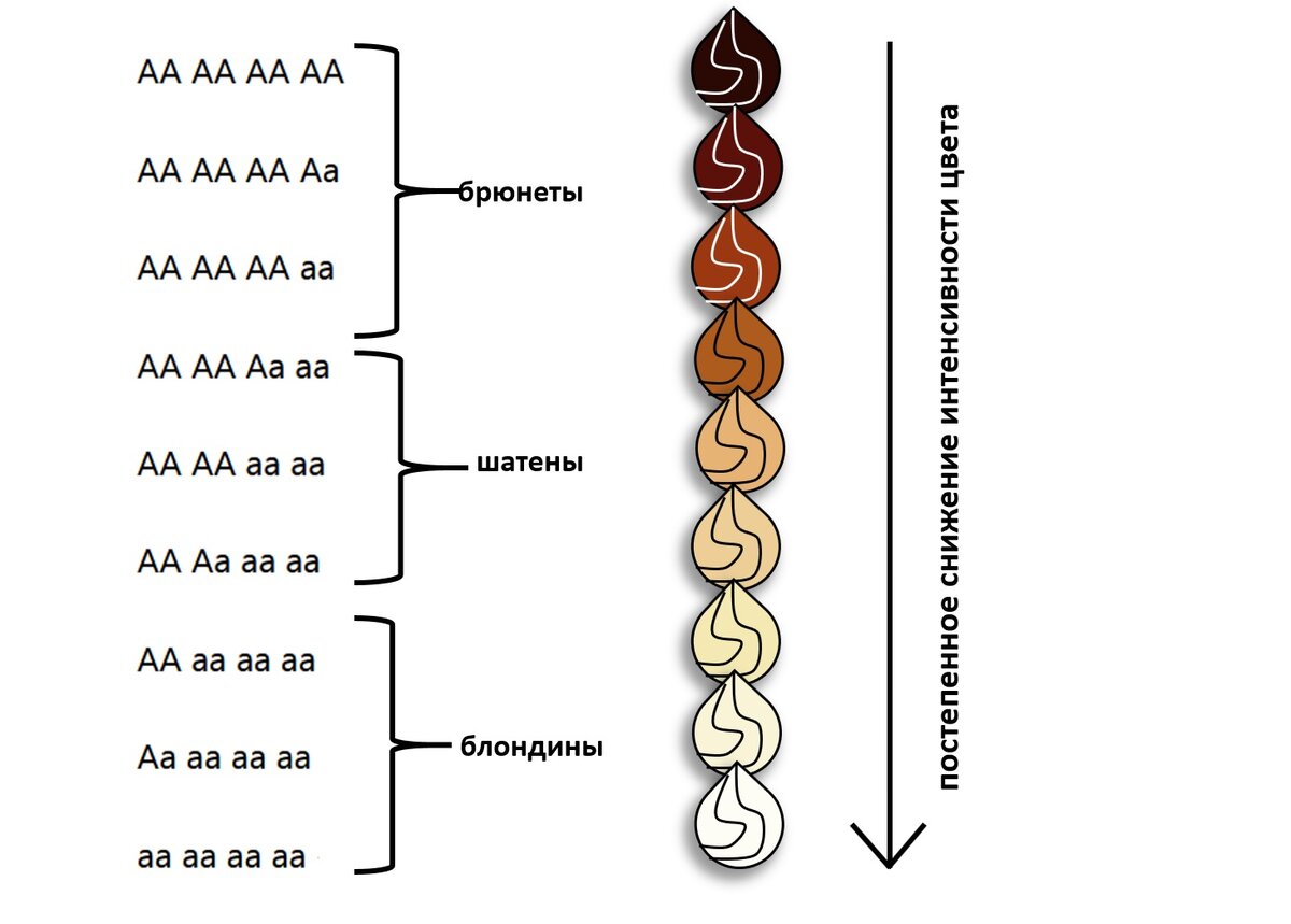 Наследование цвета волос. Откуда такое многообразие оттенков? | Генетика  для всех | Дзен