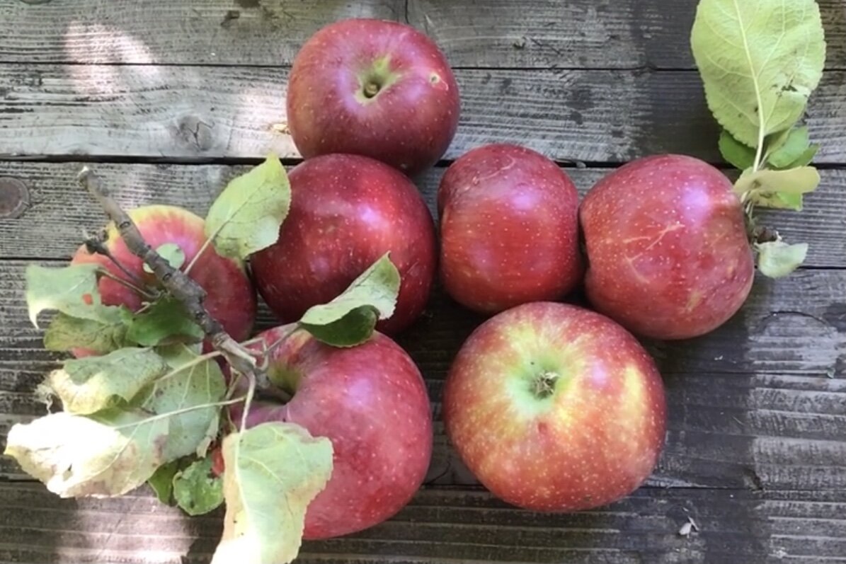 Зимние сорта яблонь которые стоит посадить у себя в саду