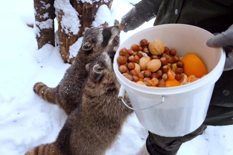     В Московском зоопарке уснула группа енотов Фото: Московский зоопарк