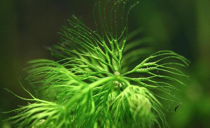 Роголистник