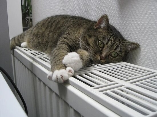     "Горячая линия" начнёт работать с 19 декабря