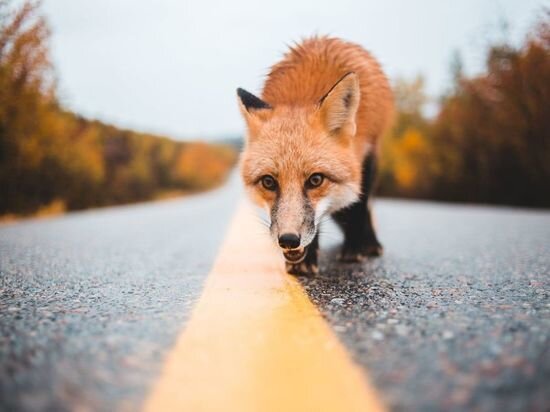     Фото: pexels.com