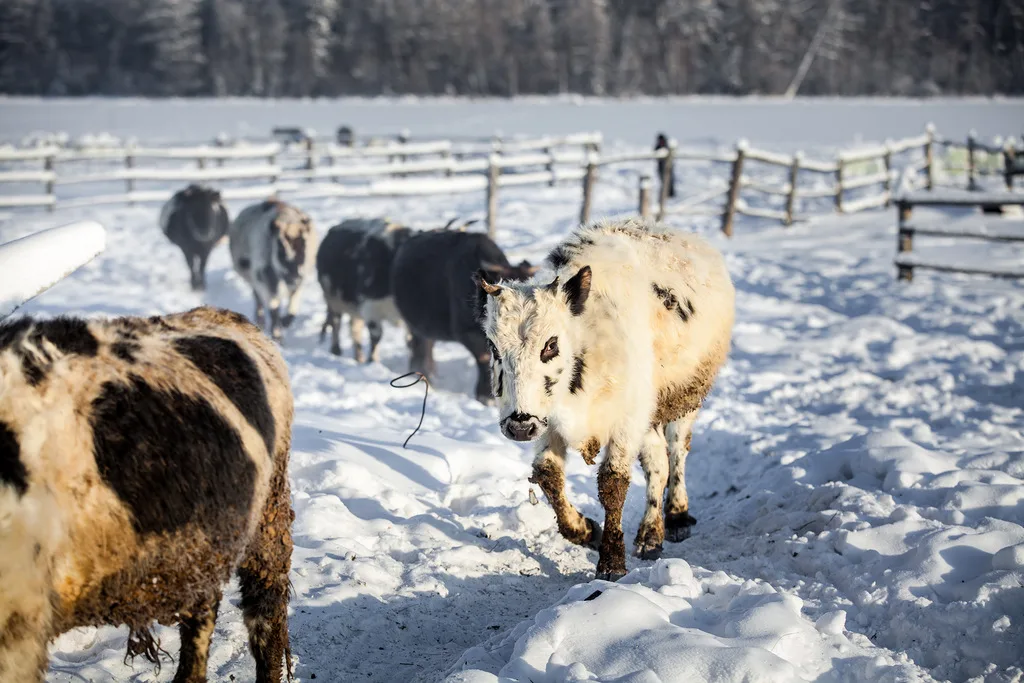 Якутская корова: Они легко выживают в –50 и пьют из полыньи. Всё благодаря «сахарному диабету» и другим чудесам их строения
