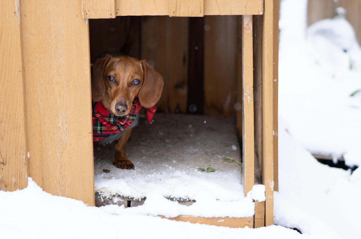 Как сделать собаке зимнюю будку самостоятельно — как утеплять вольер