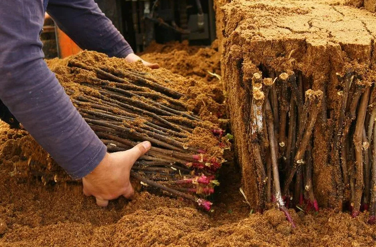 Фотография взята из источника vsadu.ru