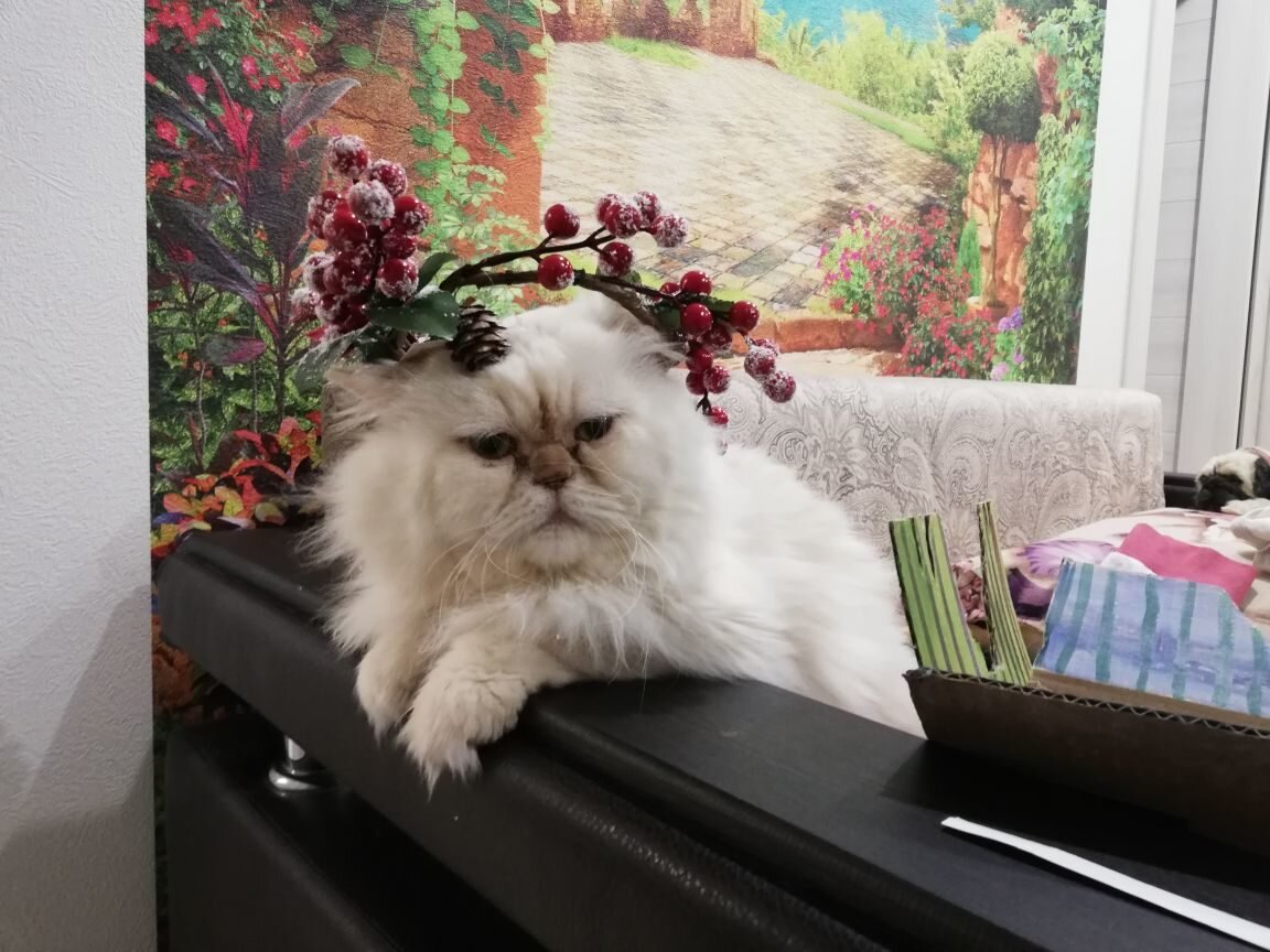 Фото автора. Я Царь горы, а если сомневаешься, съезжай из хаты!