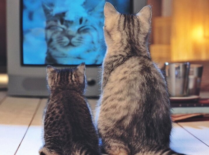 Почему одни кошки смотрят телевизор, а другие нет | Кошка.ru | Дзен