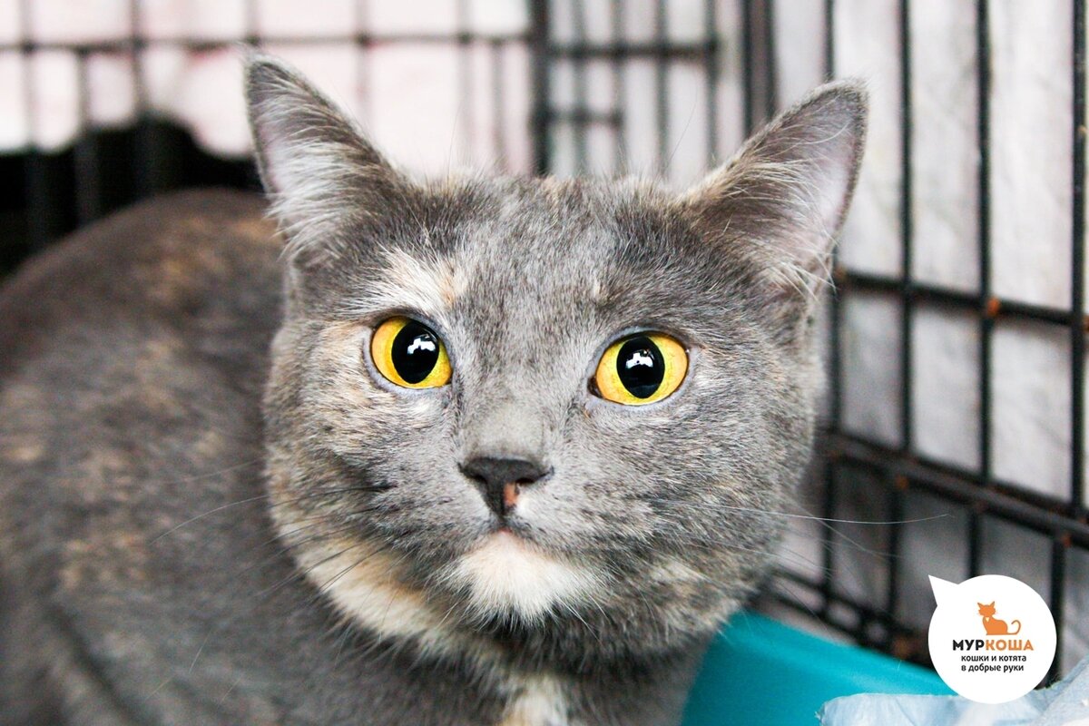 Дорри нашли на улице.