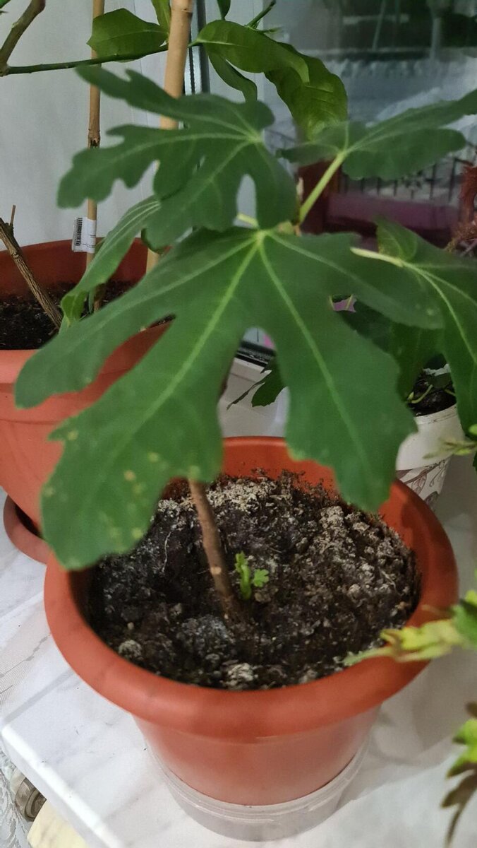 Комнатный инжир: секреты выращивания дома | Научись правильно ухаживать за растением