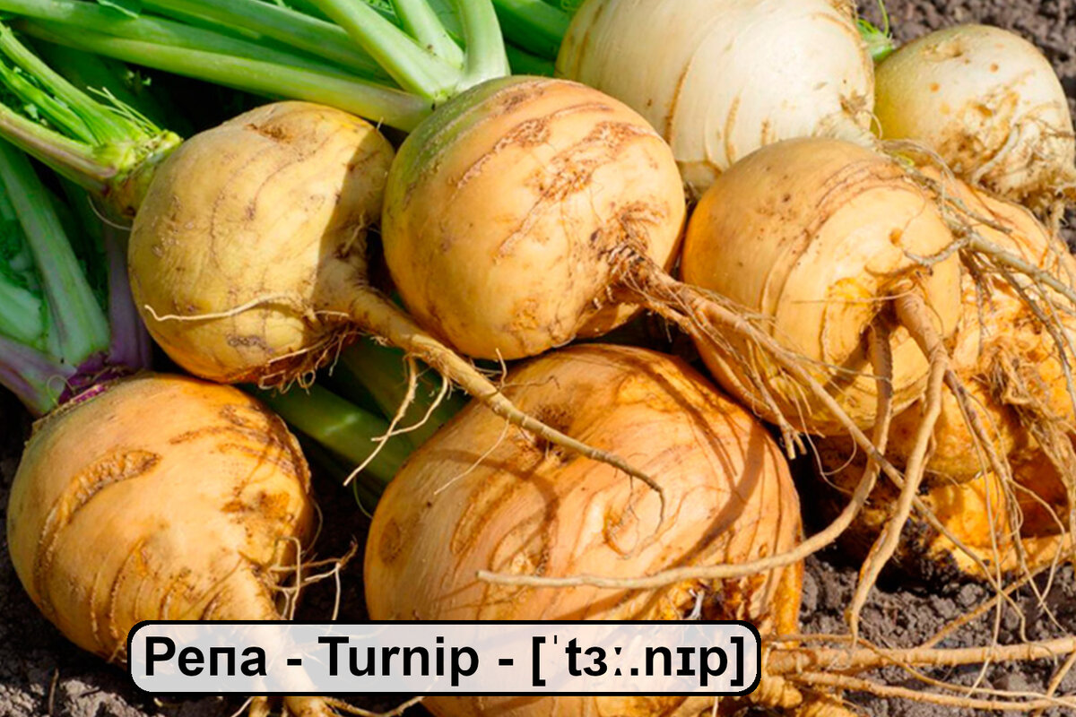 Овощи на английском языке. Карточки для запоминания слов | Red Hot ...