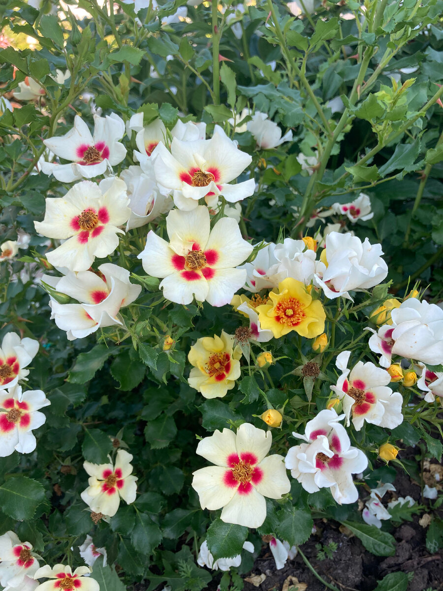 Роза Пастель Бебилон Айс 