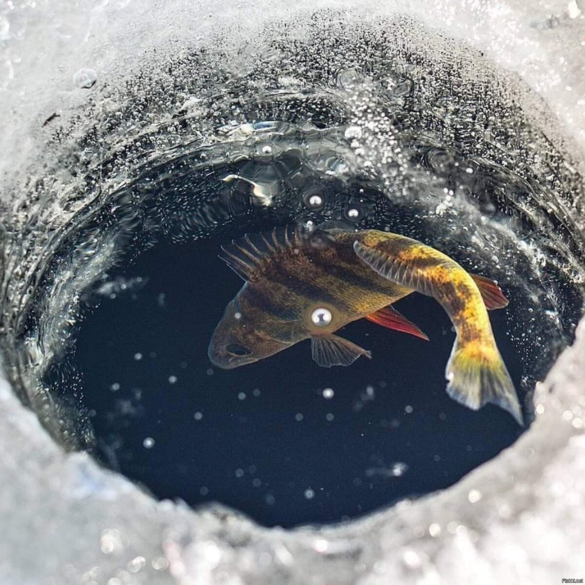 Рыбка начала биться о лед в маленькой, незамерзшей пока лужице, в надежде выбраться из ледяного плена.