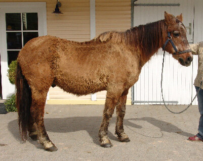 Лошадь с синдромом Кушинга (фото из интернета)