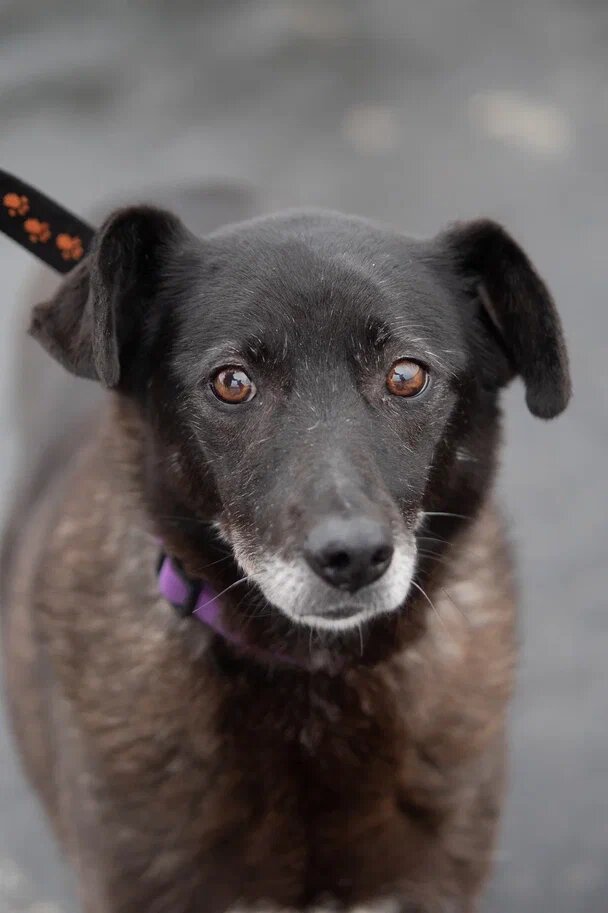 Пенни в приюте приходится непросто: несмотря на то, что она дама с характером, более молодые собаки притесняют ее в силу возраста