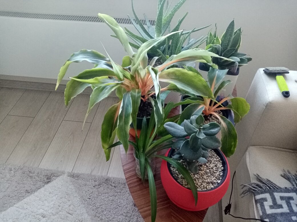 Растения с восточного подоконника и толстянка с южного переехали на журнальный столик в метре от окна в гостиной. Фото автора.