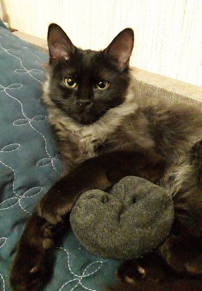 Мышь сибирская с носком.