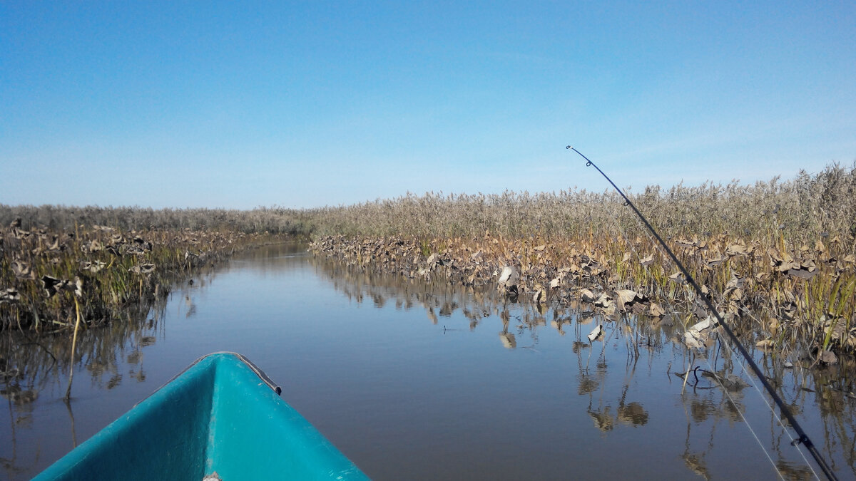 Лотосовые поля поздней осенью.