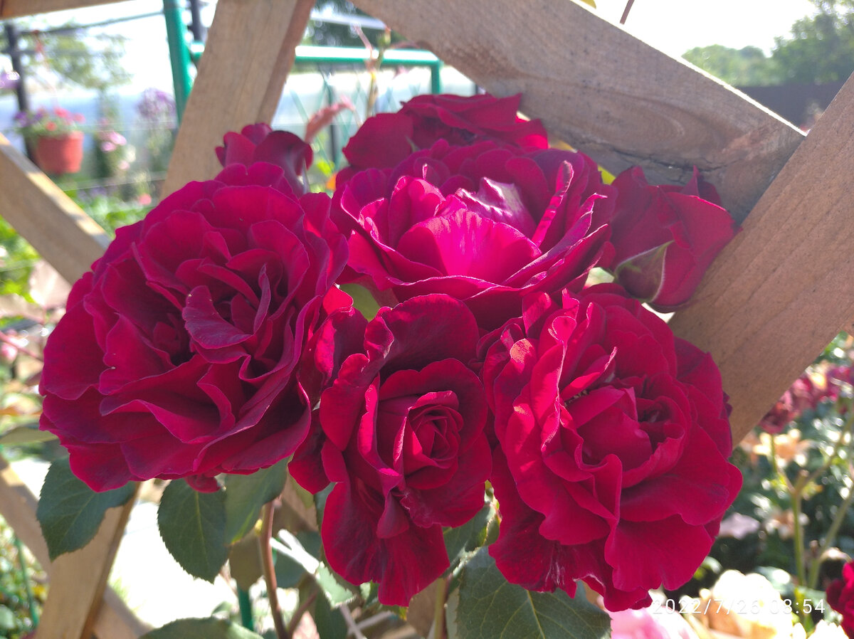 Дон Жуан. Клаймбер.