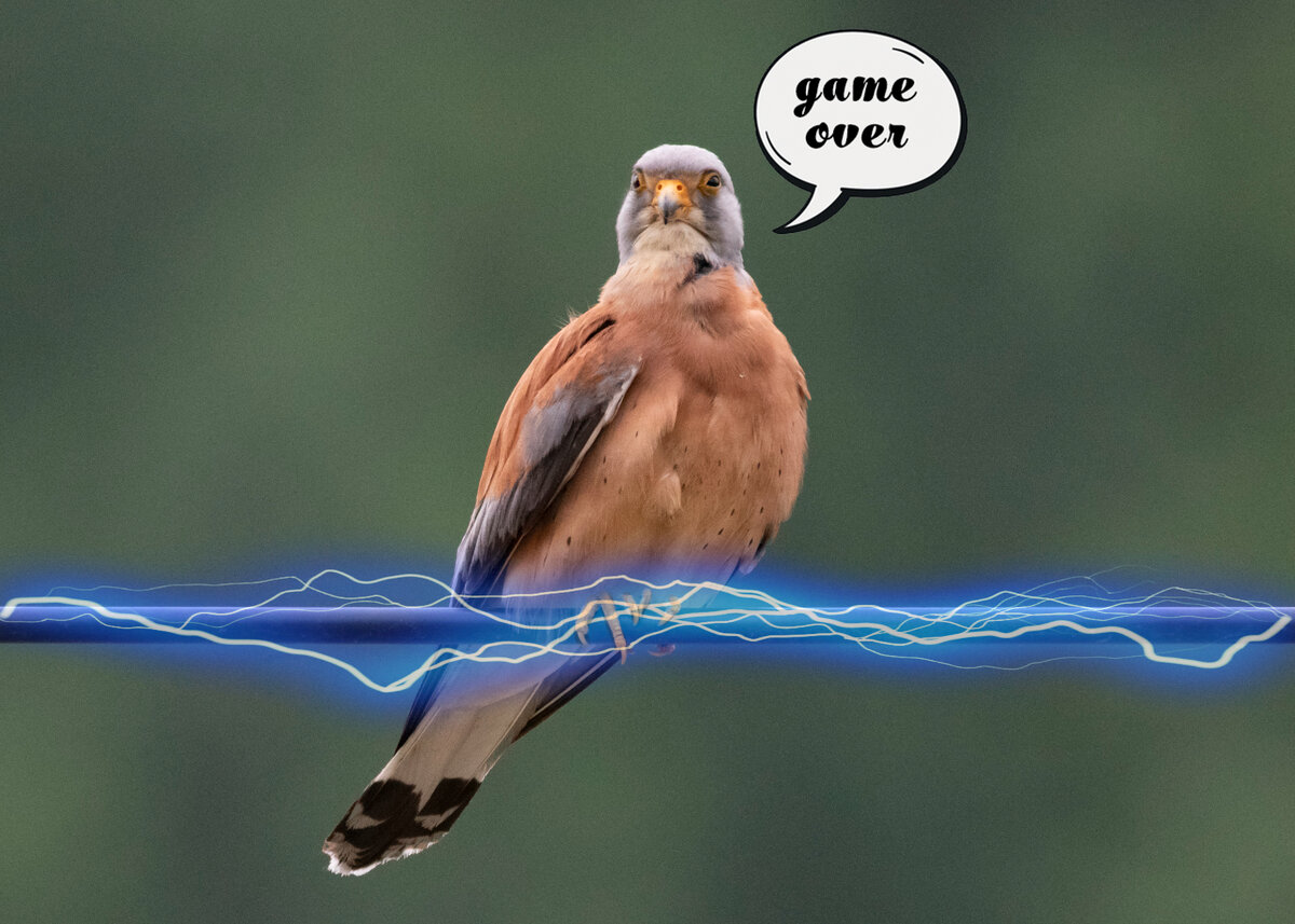 Степная пустельга. Республика Алтай. Фото: Жбир Денис