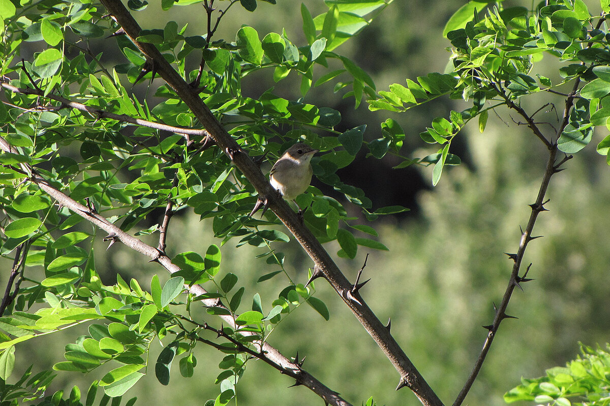 Поют голосистые дрозды и с дерева. Мелкие птицы Ленинградской области фото с названиями.