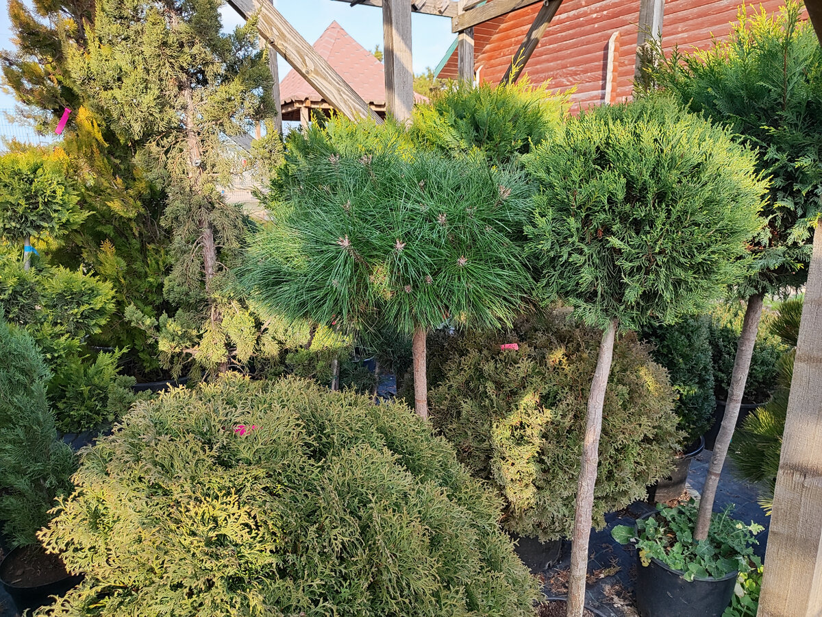 Фотография с территории питомника