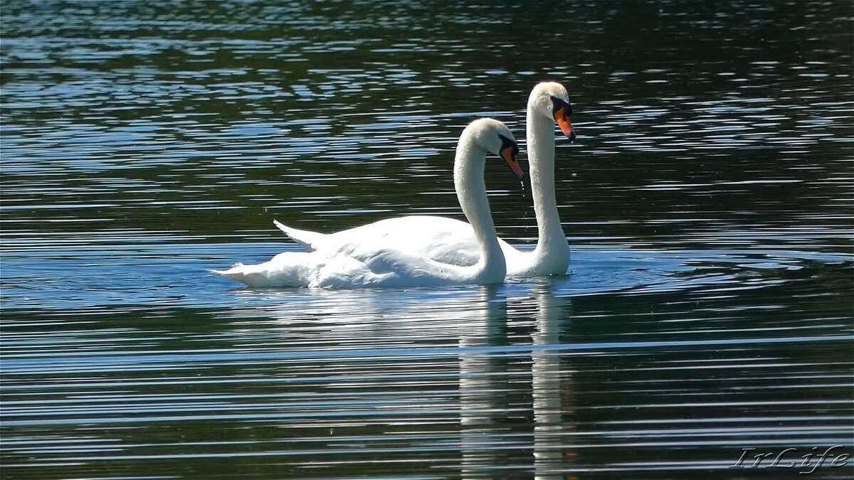 Георгий и Айседора. 24 июня 2022 г.