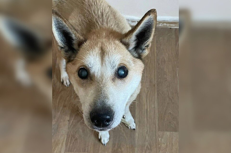     Пес потратил последние силы на то, чтобы добраться до неравнодушной девушки