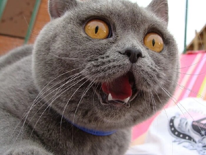 Фото Кот в агрессивном состоянии после валерьяны.