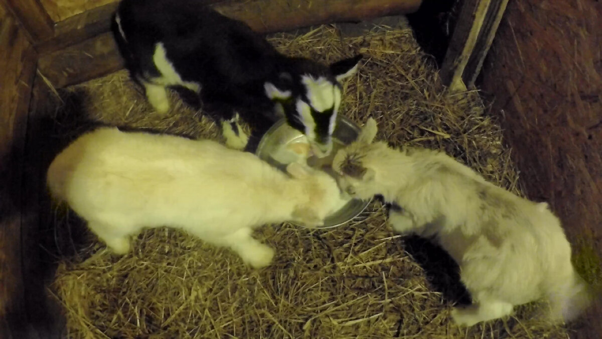 Козлята, фото позапрошлого года