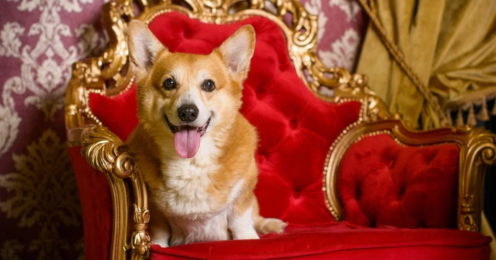 Английские собаки – одни из самых многочисленных, включающие не менее 35 признанных официально пород.