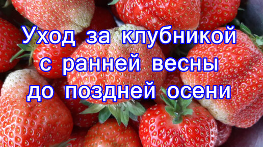 Уход за клубникой с ранней весны до поздней осени