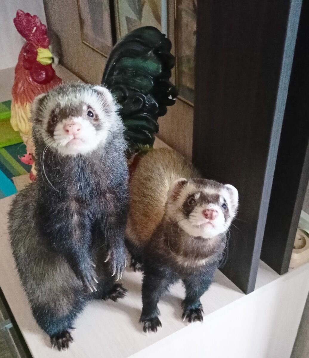 Ластик и Семён 