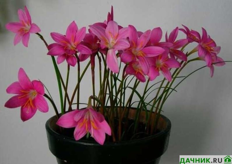 Цветок «выскочка» (Зефирантес): описание, уход в домашних условиях и его виды